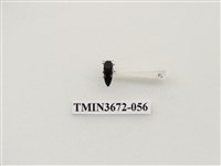 藏品(吉丁蟲)的圖片